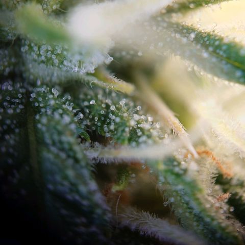 Gorilla Glue Auto growlog timeline photo