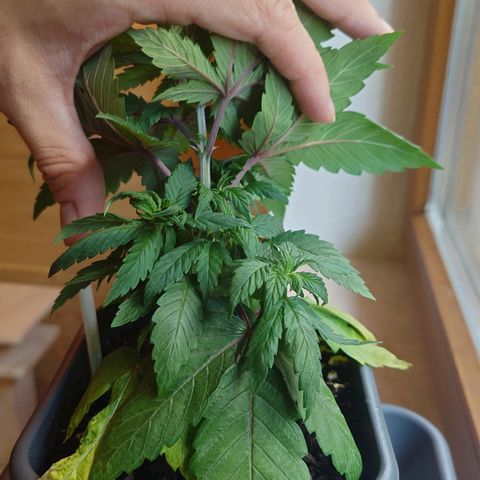 Northern Lights growlog timeline photo