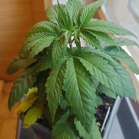 Northern Lights growlog timeline photo