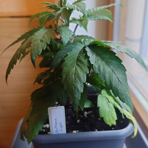 Northern Lights growlog timeline photo