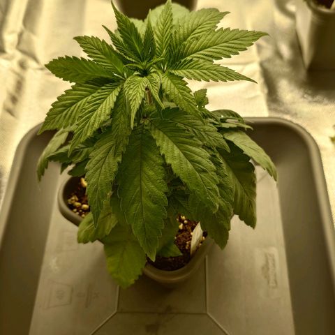 Northern Lights growlog timeline photo