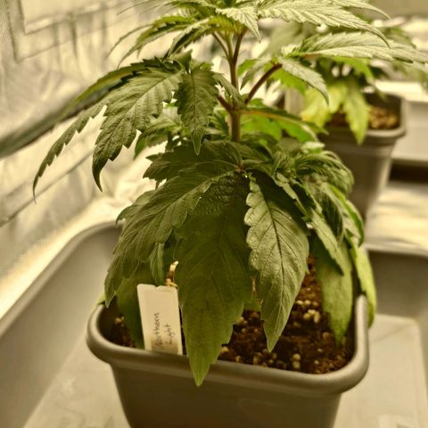 Northern Lights growlog timeline photo