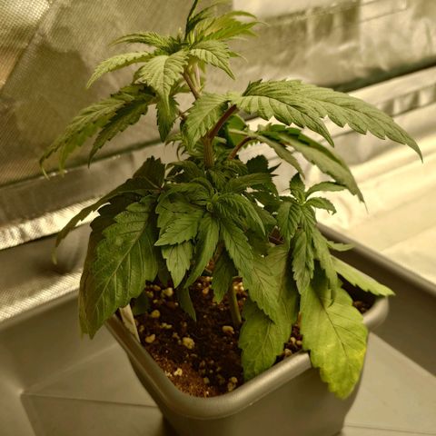 Northern Lights growlog timeline photo