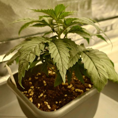 Tatanka Brothers growlog timeline photo
