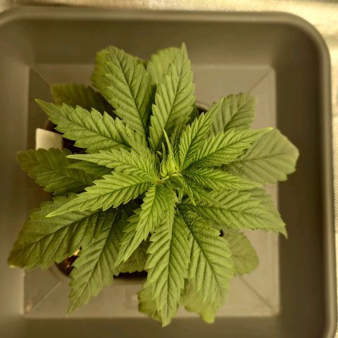 Tatanka Brothers growlog timeline photo
