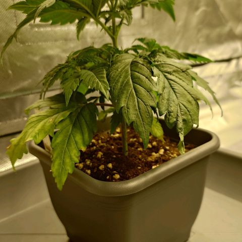 Tatanka Brothers growlog timeline photo