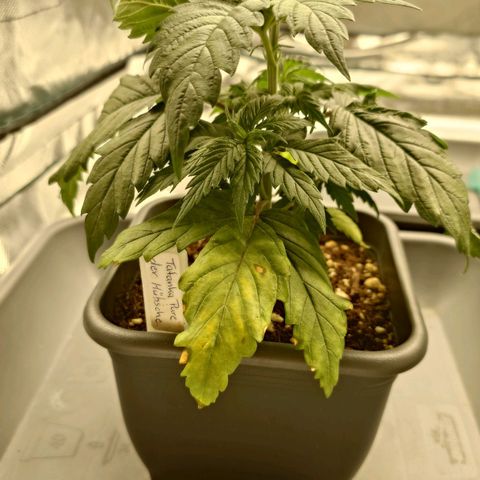 Tatanka Brothers growlog timeline photo