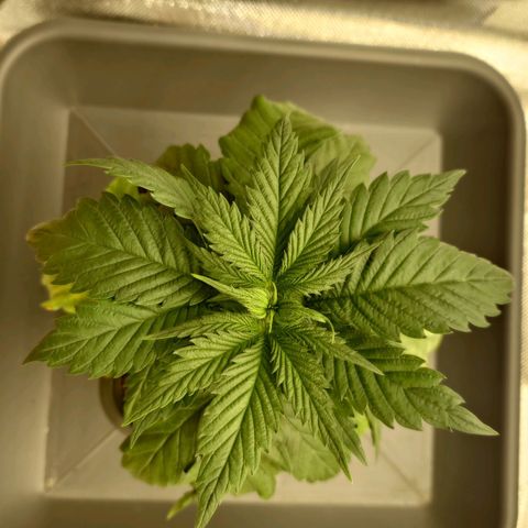 Tatanka Brothers growlog timeline photo