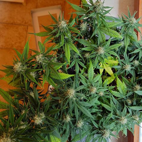 Gorilla Glue Auto growlog timeline photo