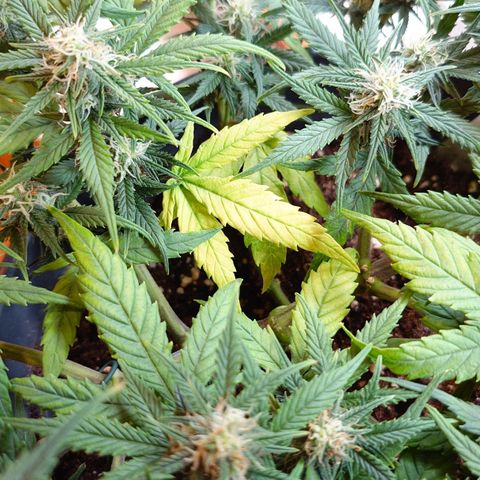 Gorilla Glue Auto growlog timeline photo