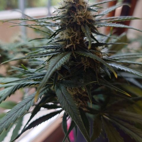Gorilla Glue Auto growlog timeline photo