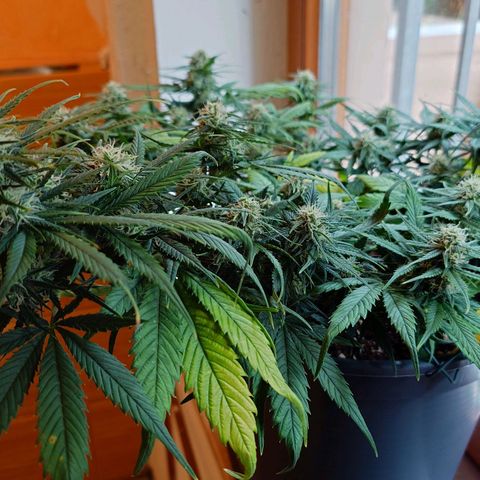 Gorilla Glue Auto growlog timeline photo
