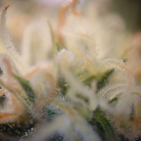 Gorilla Glue Auto growlog timeline photo