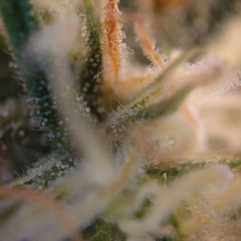 Gorilla Glue Auto growlog timeline photo