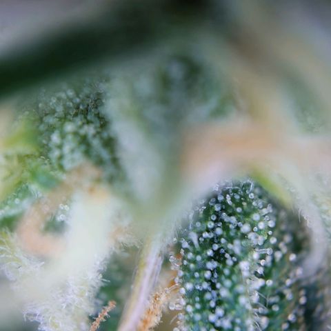 Gorilla Glue Auto growlog timeline photo