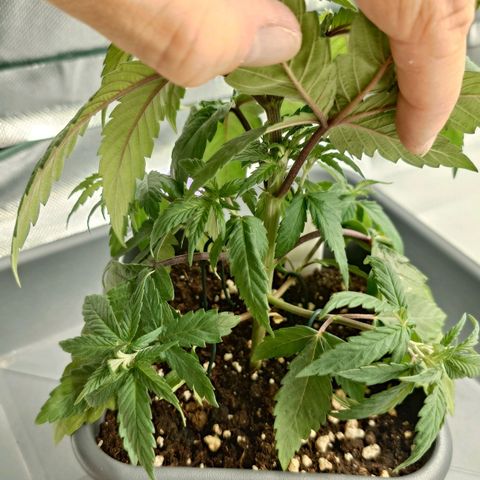 Northern Lights growlog timeline photo