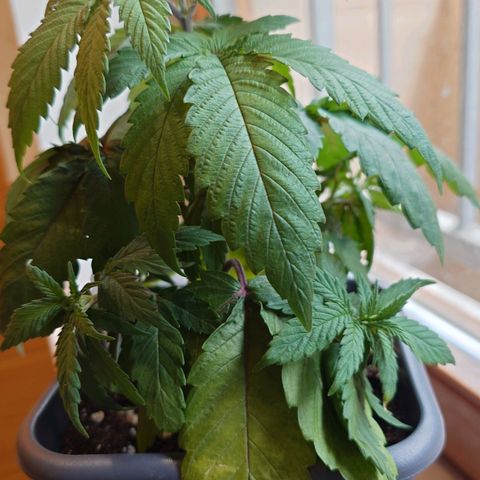 Northern Lights growlog timeline photo