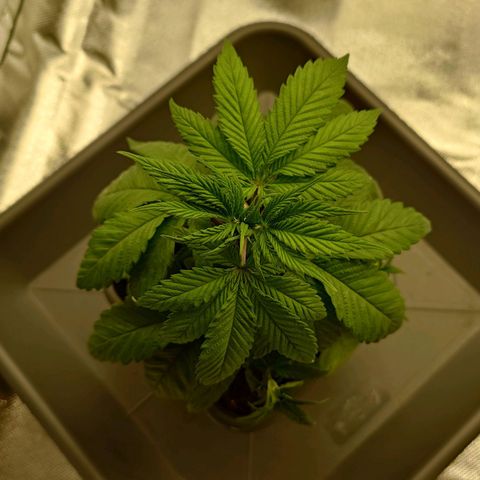 Northern Lights growlog timeline photo