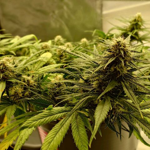 Gorilla Glue Auto growlog timeline photo