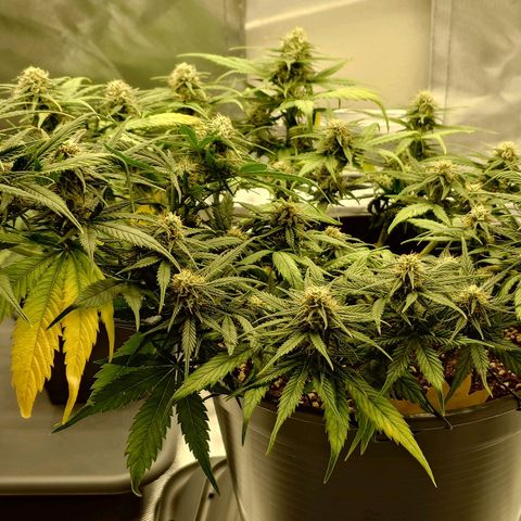 Gorilla Glue Auto growlog timeline photo