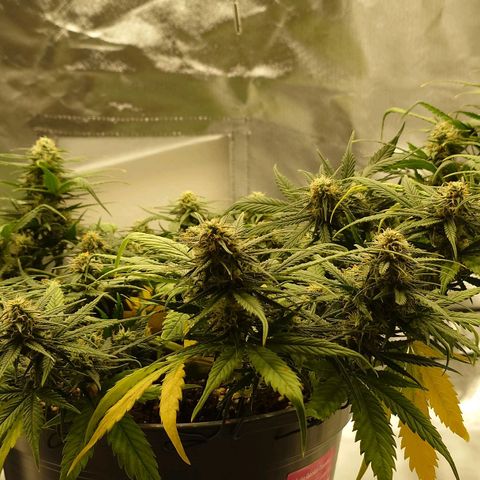 Gorilla Glue Auto growlog timeline photo