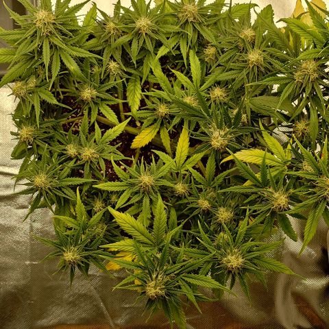 Gorilla Glue Auto growlog timeline photo