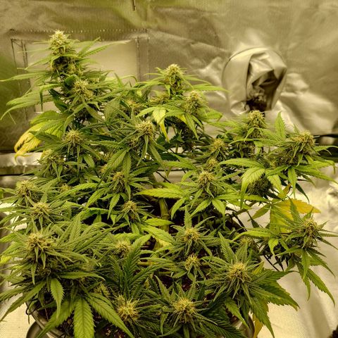 Gorilla Glue Auto growlog timeline photo