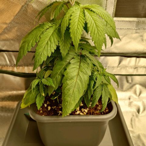 Northern Lights growlog timeline photo