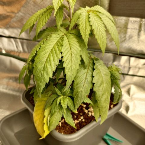 Northern Lights growlog timeline photo