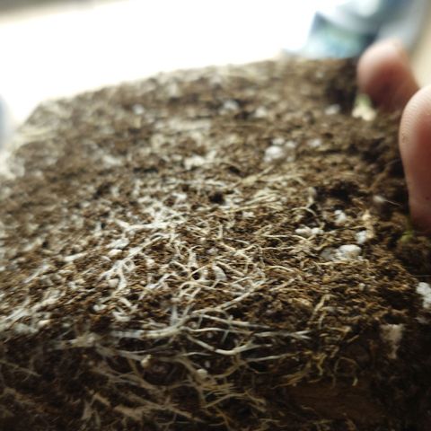 Tatanka Brothers growlog timeline photo