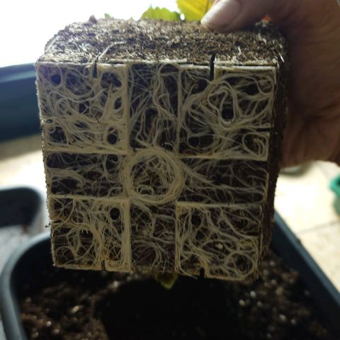 Tatanka Brothers growlog timeline photo