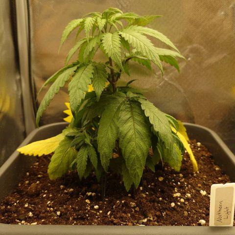 Northern Lights growlog timeline photo