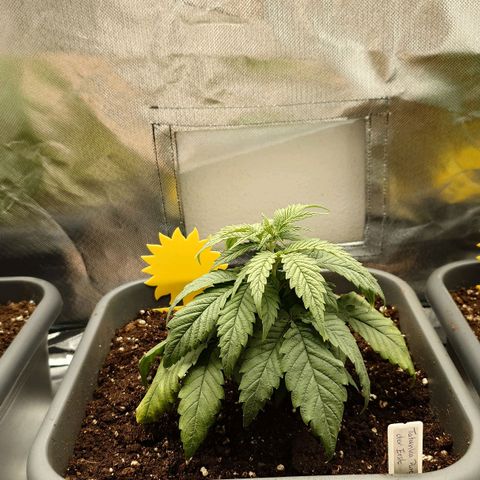 Tatanka Brothers growlog timeline photo