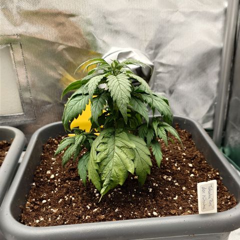Tatanka Brothers growlog timeline photo