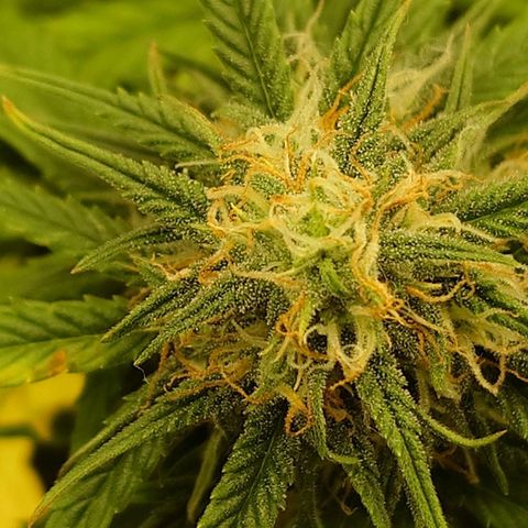 Gorilla Glue Auto growlog timeline photo