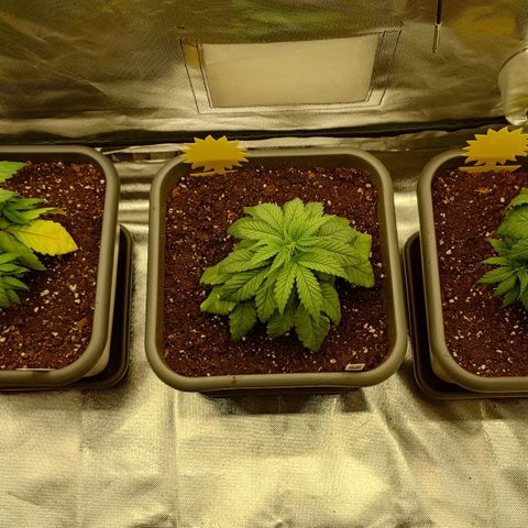 Tatanka Brothers growlog timeline photo
