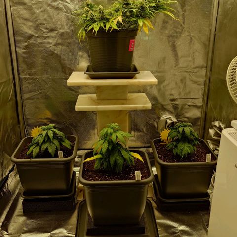 Tatanka Brothers growlog timeline photo