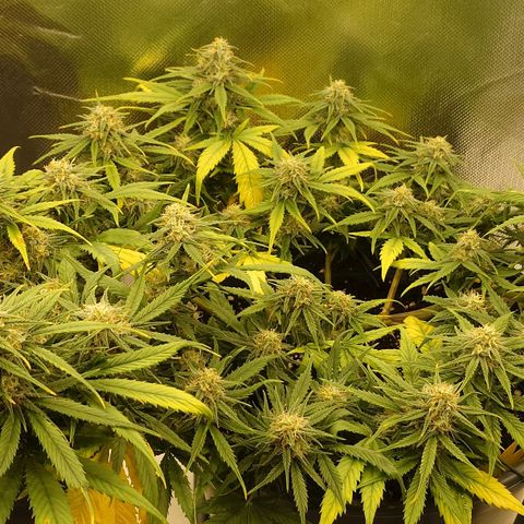 Gorilla Glue Auto growlog timeline photo
