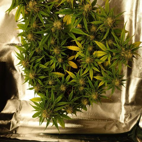 Gorilla Glue Auto growlog timeline photo