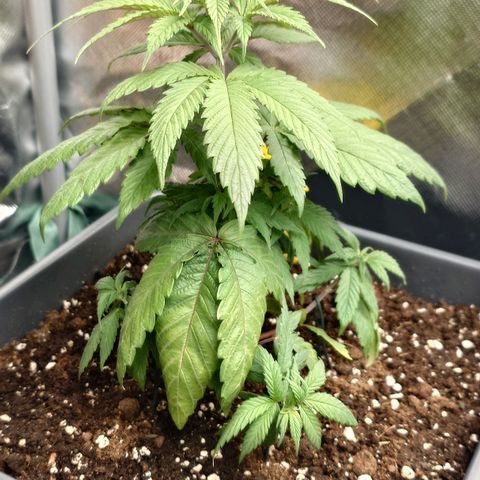 Northern Lights growlog timeline photo