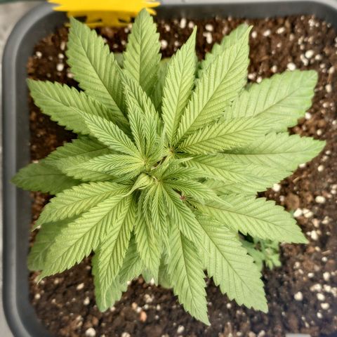 Northern Lights growlog timeline photo