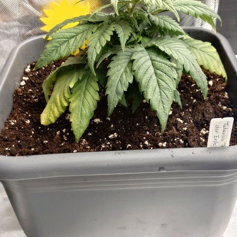 Tatanka Brothers growlog photo: Tatanka No.1