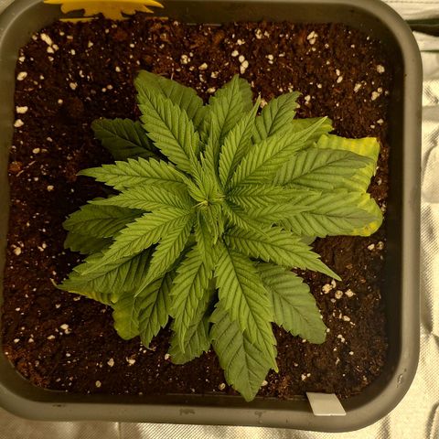 Tatanka Brothers growlog photo: Tatanka No.1