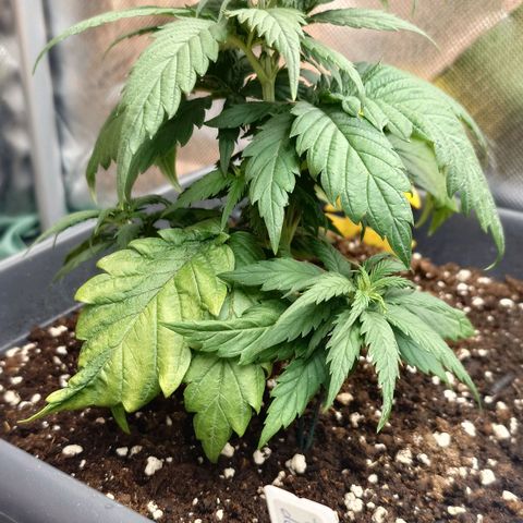 Tatanka Brothers growlog photo: Tatanka No.2