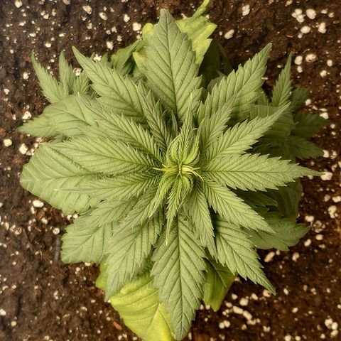 Tatanka Brothers growlog photo: Tatanka No.2