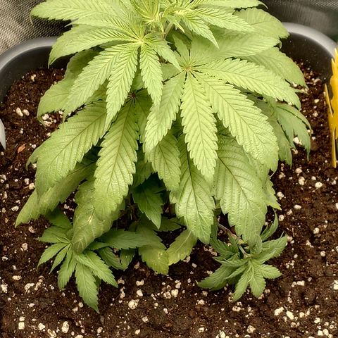 Northern Lights growlog timeline photo
