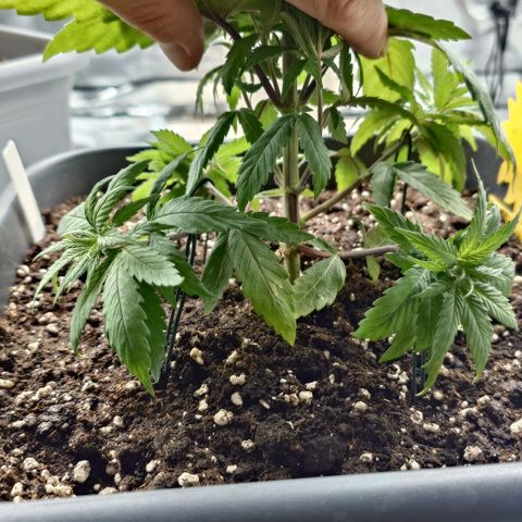 Northern Lights growlog timeline photo