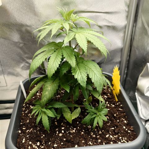Northern Lights growlog timeline photo