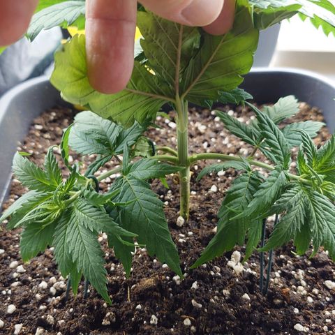 Tatanka Brothers growlog timeline photo