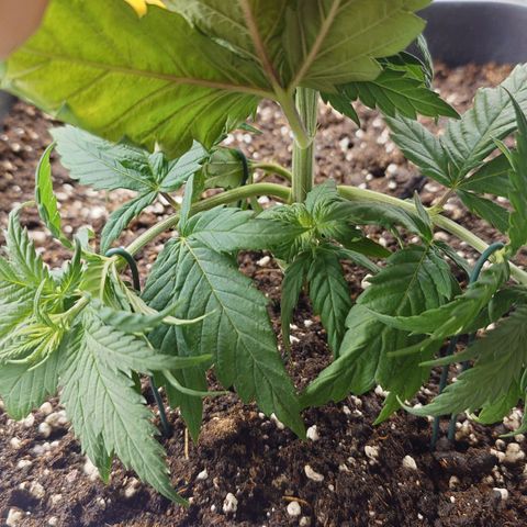 Tatanka Brothers growlog timeline photo